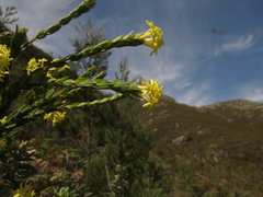 Gnidia oppositifolia