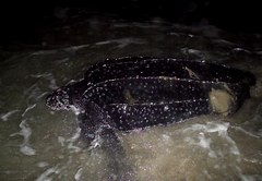 Dermochelys coriacea