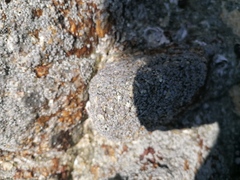 Chthamalus hedgecocki