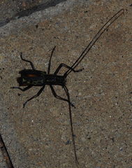 Macrochenus tigrinus