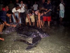 Dermochelys coriacea