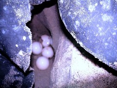 Dermochelys coriacea