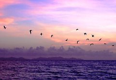 Pelecanus occidentalis