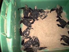 Dermochelys coriacea