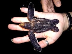 Dermochelys coriacea