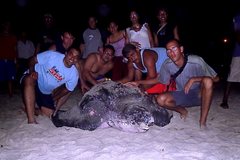 Dermochelys coriacea