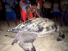 Dermochelys coriacea