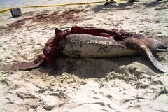 Dermochelys coriacea