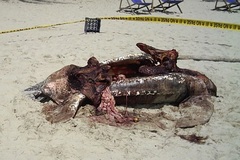 Dermochelys coriacea