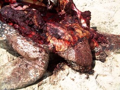 Dermochelys coriacea