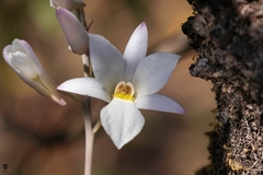 Dendrobium barbatulum