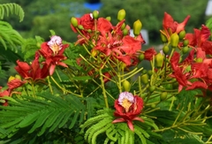 Delonix regia