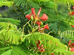Delonix regia