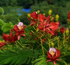 Delonix regia