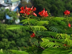 Delonix regia