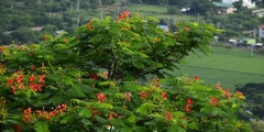 Delonix regia
