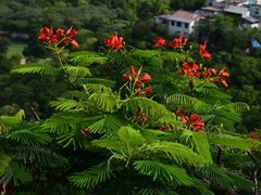 Delonix regia
