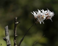 Dendrobium barbatulum