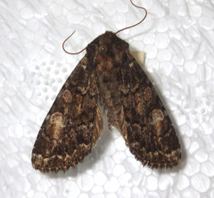 Apamea rubrirena