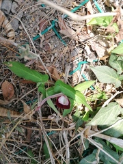 Aristolochia nelsonii