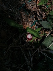 Aristolochia nelsonii