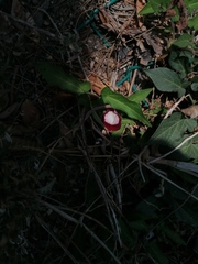 Aristolochia nelsonii