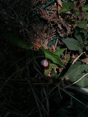 Aristolochia nelsonii