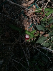 Aristolochia nelsonii