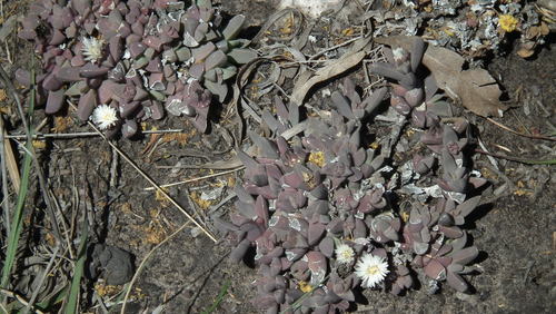 Delosperma lehmannii, photograph 3