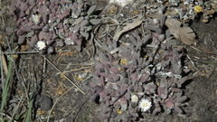 Corpuscularia lehmannii
