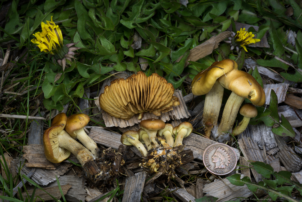Gymnopilus humicola