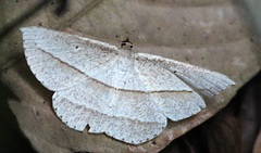 Heteralex rectilineata