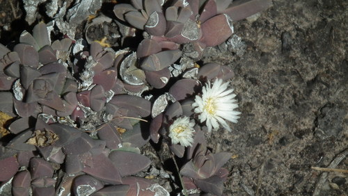 Delosperma lehmannii, photograph 4