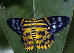 Dysphania subrepleta