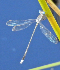 Lestes tridens