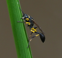 Sceliphron madraspatanum