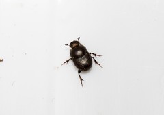 Euonthophagus atramentarius