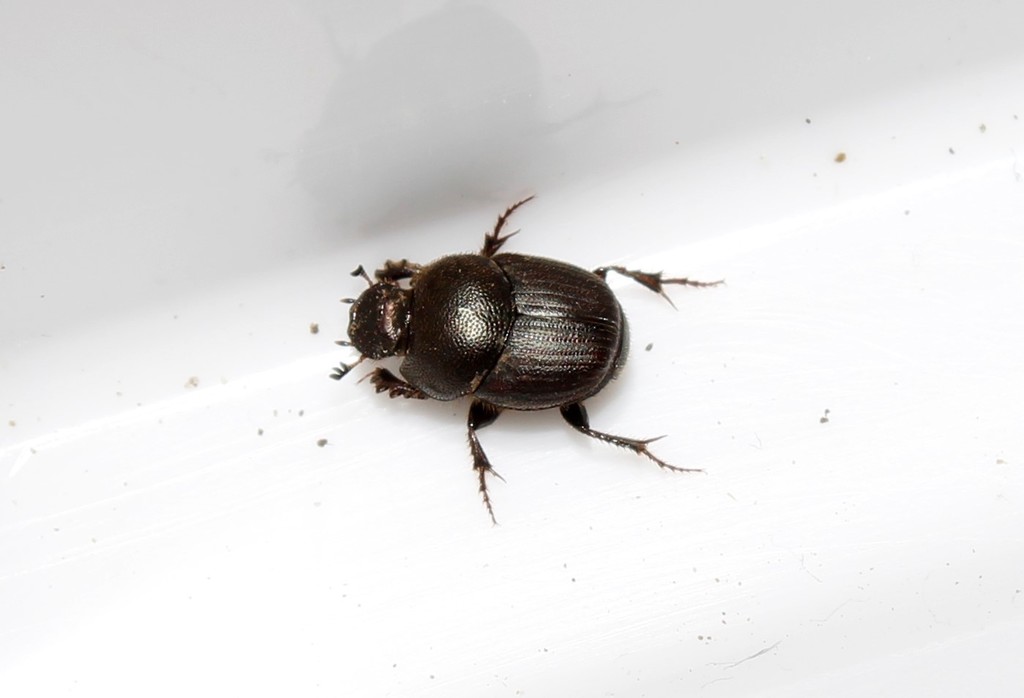 Euonthophagus atramentarius