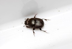 Euonthophagus atramentarius