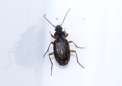 Agonum sordidum