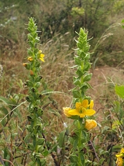 Alectra picta