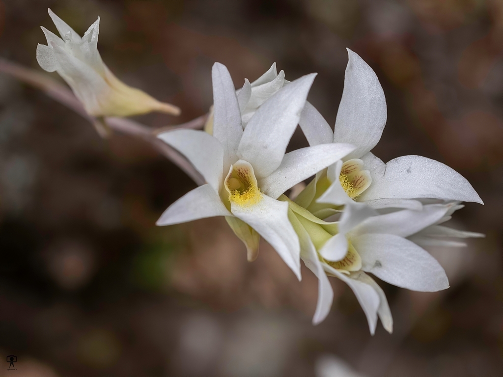 Dendrobium barbatulum Lindl. 3