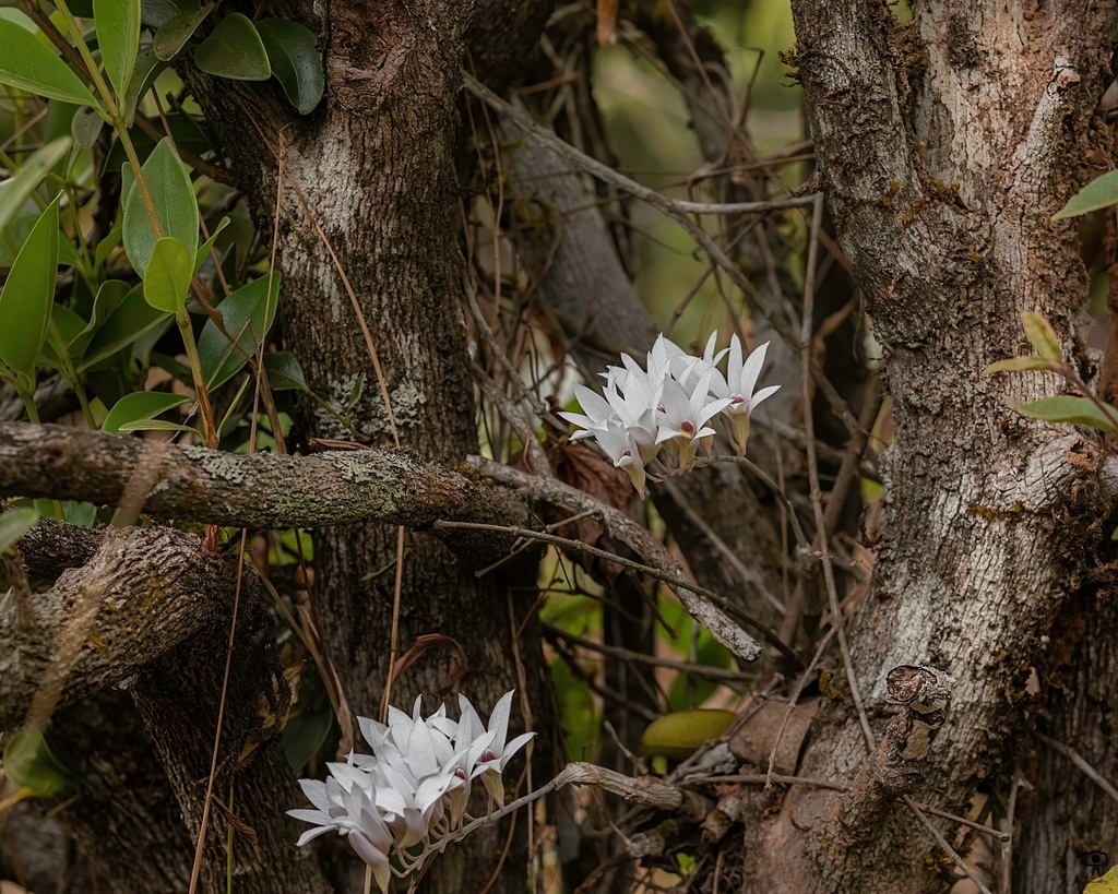 Dendrobium barbatulum Lindl. 4