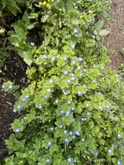 Veronica persica