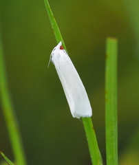 Schoenobiinae