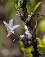 Dendrobium barbatulum