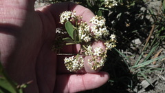 Gymnosporia elliptica