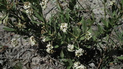Gymnosporia elliptica