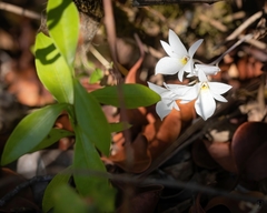 Dendrobium barbatulum