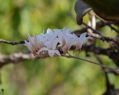 Dendrobium barbatulum